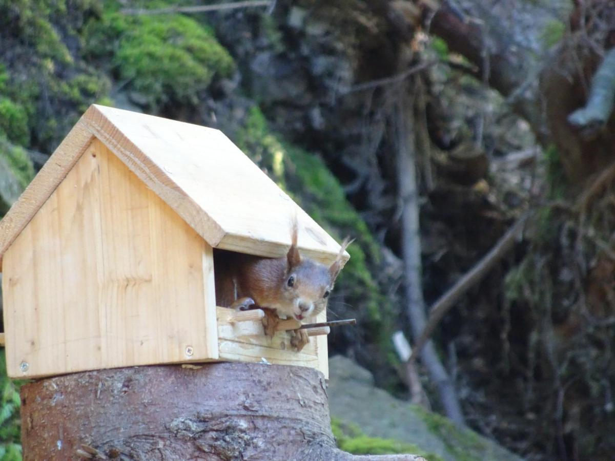 Ferienwohnung Waldurlaub Klingelborn im Sauerland Balve Exterior foto